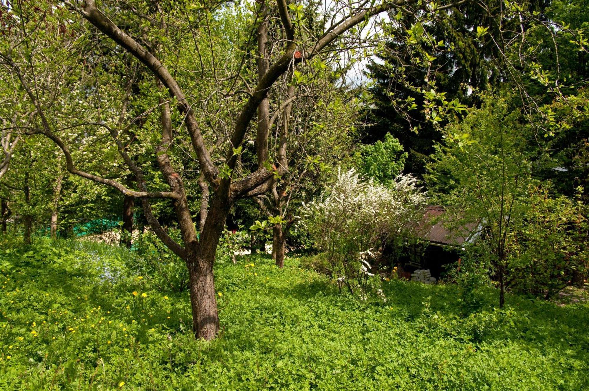 Ferienwohnungen Lindenhof Willingen  Extérieur photo